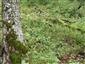 Teplomilné panónske dubové lesy (12.8.2014)